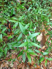 Phillyrea latifolia media