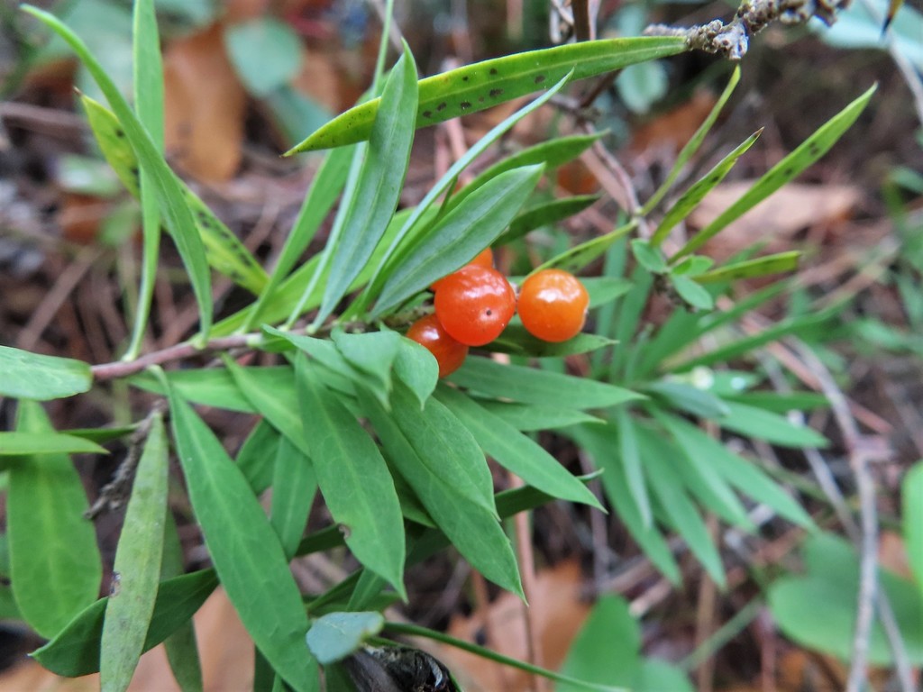 Daphne gnidium, España, Huelva, Galaroza, río Múrtiga, sendero Ribera del Jabugo, by felipecastilla