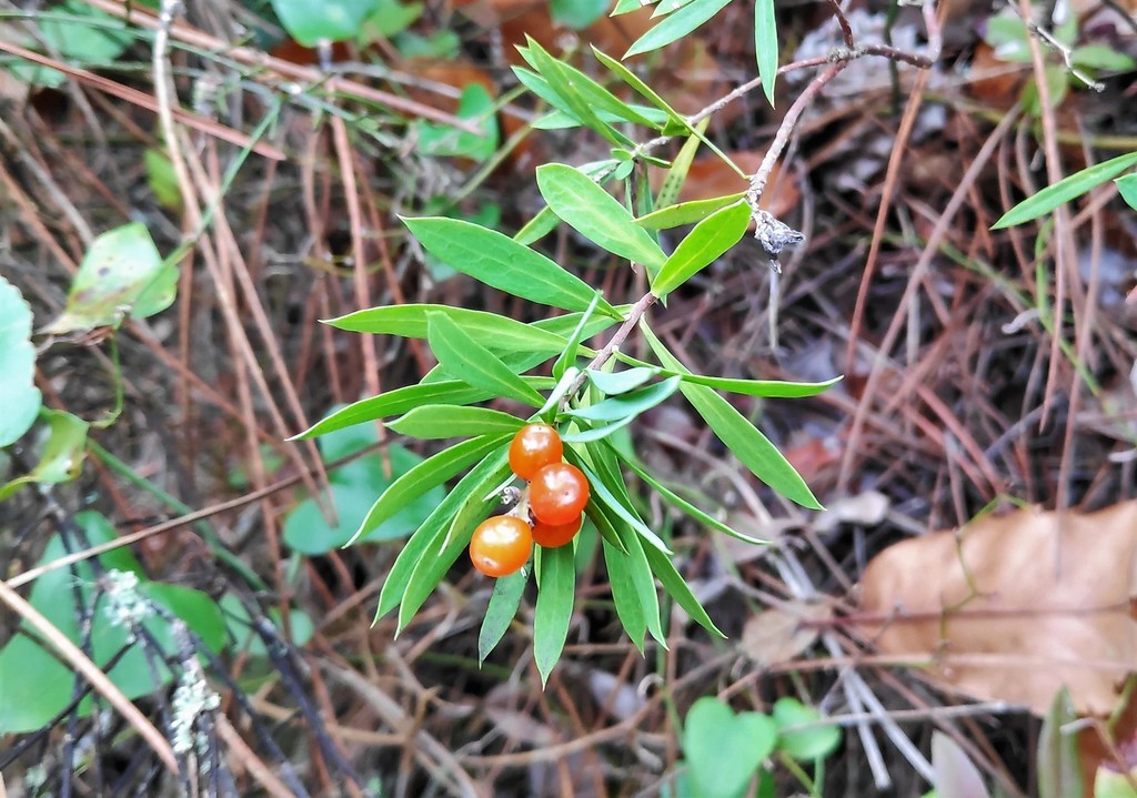 Daphne gnidium, España, Huelva, Galaroza, río Múrtiga, sendero Ribera del Jabugo, by felipecastilla