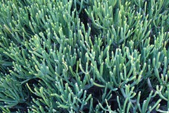 Euphorbia aphylla