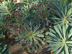 Euphorbia atropurpurea