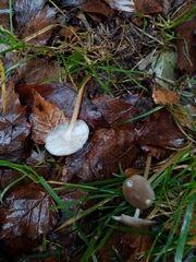 Baeospora