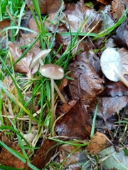 Baeospora