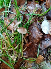 Baeospora