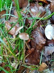 Baeospora