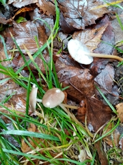 Baeospora