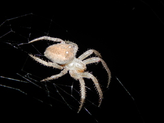 Pararaneus cyrtoscapus
