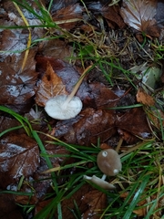 Baeospora