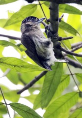 Picumnus granadensis