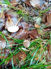 Baeospora