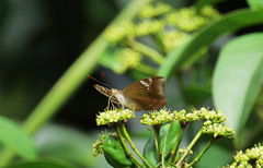 Euthalia aconthea gurda