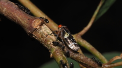 Eurymeloides punctata