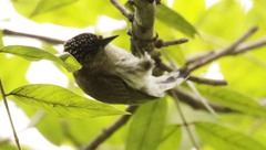 Picumnus granadensis