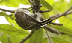 Picumnus granadensis