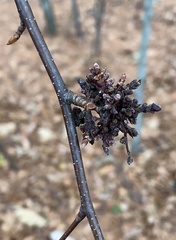 Eriophyes betulae