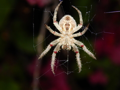 Pararaneus cyrtoscapus