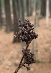 Eriophyes betulae