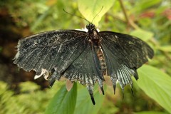 Papilio lowii