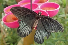 Papilio lowii