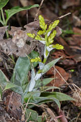 Catopsis hahnii