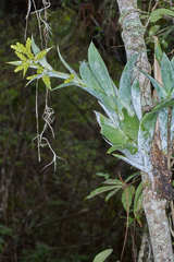 Catopsis hahnii