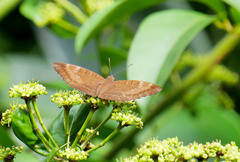 Euthalia aconthea gurda