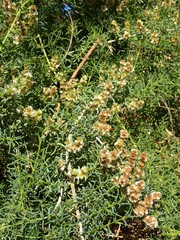 Salsola divaricata