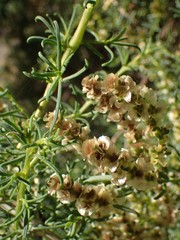 Salsola divaricata
