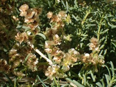 Salsola divaricata