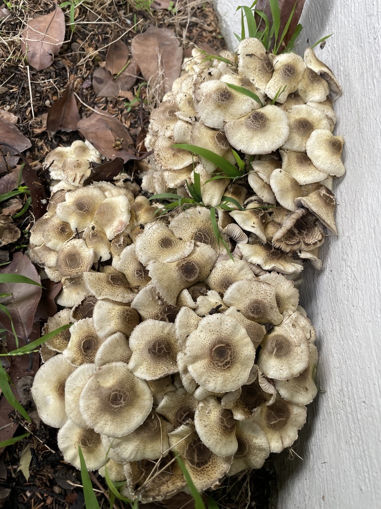 Xanthagaricus luteolosporus