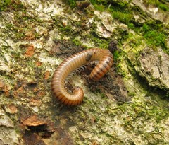 Cylindroiulus boleti