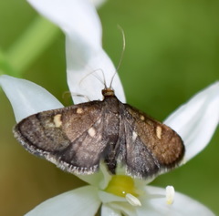 Dolicharthria stigmosalis