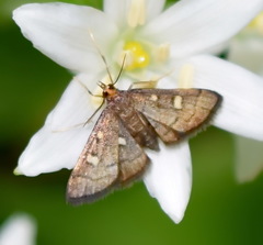 Dolicharthria stigmosalis