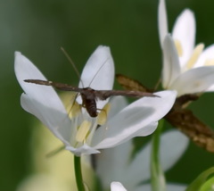 Dolicharthria stigmosalis