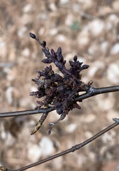 Eriophyes betulae