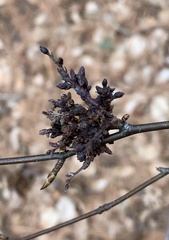 Eriophyes betulae