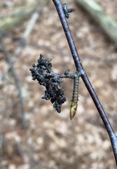 Eriophyes betulae