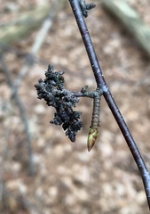 Eriophyes betulae