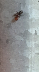 Camponotus lateralis