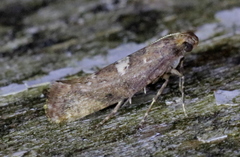 Acrolepiopsis assectella