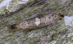 Acrolepiopsis assectella