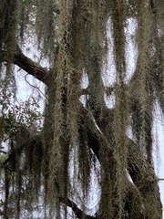 Tillandsia usneoides
