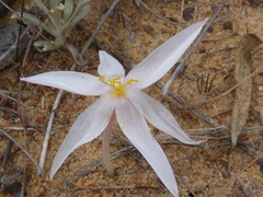 Gethyllis verticillata