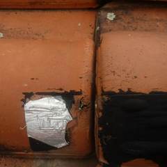 Asaphobelis physonychus