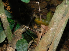 Eudaemonia argiphontes