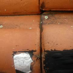 Asaphobelis physonychus