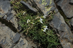 Cherleria circassica
