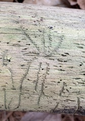 Pityogenes bidentatus