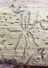 Pityogenes bidentatus