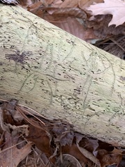 Pityogenes bidentatus